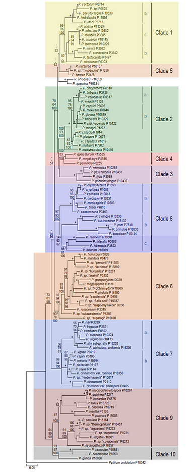 phylogenetic tree